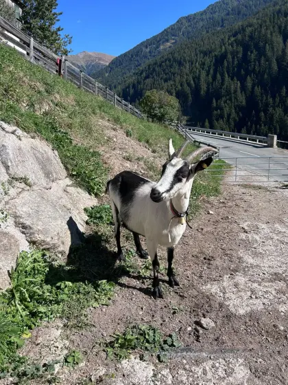 Verkaufe Ziegen