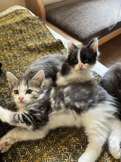 DLH-Kitten