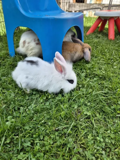 Hasenbabys