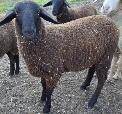 Lamm Widder