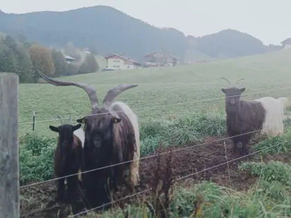 Verkaufe 2A HB-Bock, Muttergeiß und Kitz (weibl., kein HB)