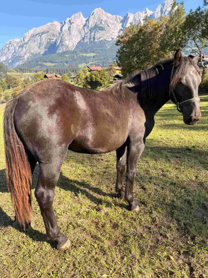 Noriker Stute Pferd