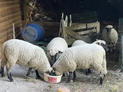 Shropshire Schafe