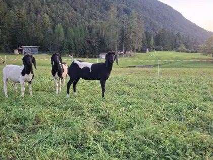 Tscheggenkilber