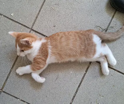 Katzen