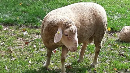 Merino-Widder