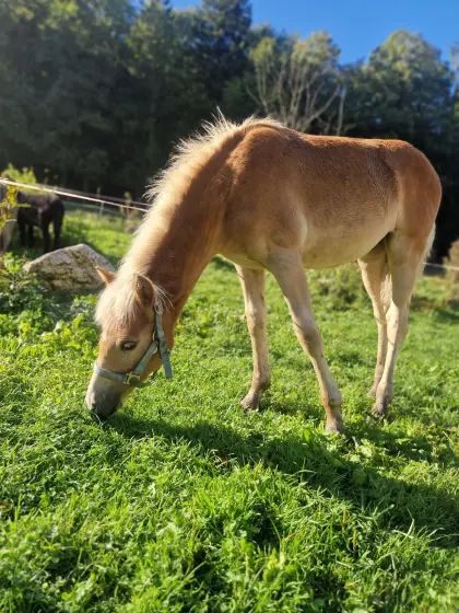 Haflinger Stutfohlen