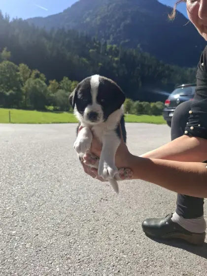 Osttiroler Bergspitz