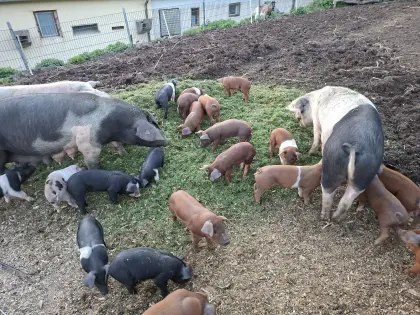 Ferkel