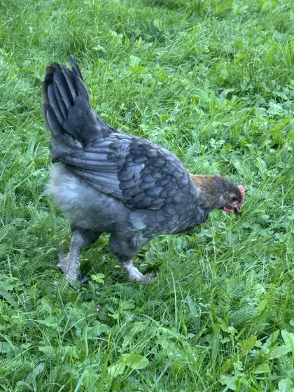 Marans-Hahn