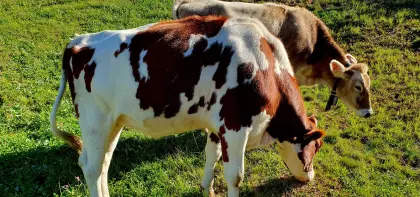 Red Holstein Kalbin