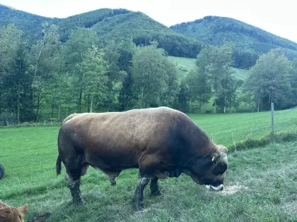 Murbodner Stier