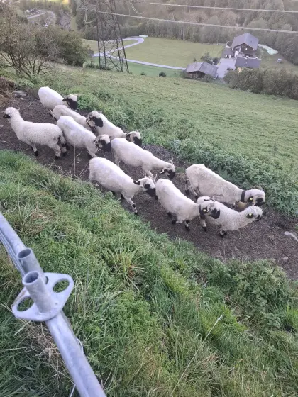 Schafe zu verkaufen