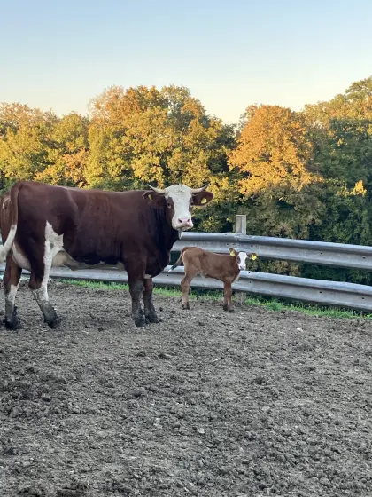 Fleckvieh Mutterkuh mit Kalb