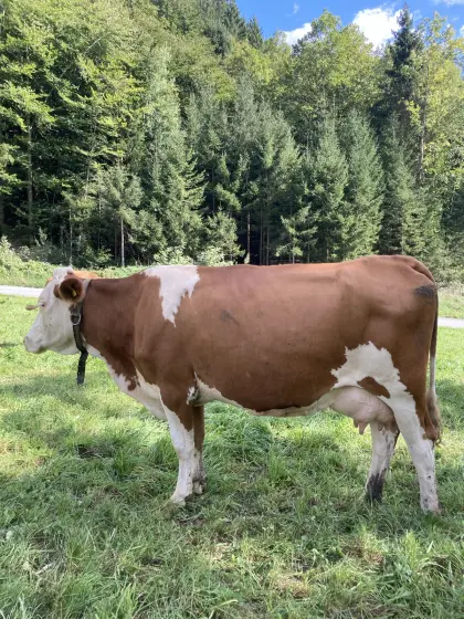 Bio Fleckvieh Zuchtkuh