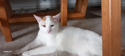 Sehr zutraulicher, kinderlieber Kater abzugeben