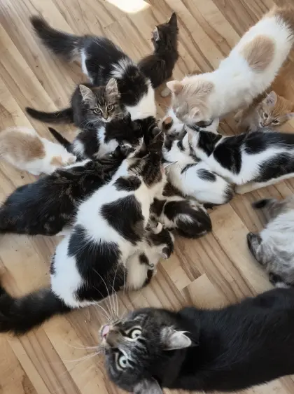 Kuschelkatzen-Mixe