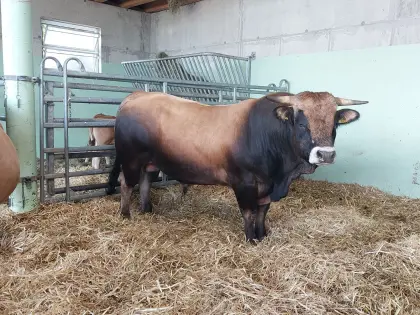 Aubrac