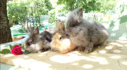 Vergebe Zwergkaninchen, Löwenkopf, Minilop, Teddyzwerg