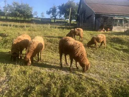 Braunes Bergschaf, Jungwidder und weibliche Jungtiere