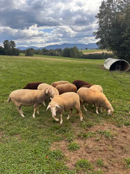 Schlachtlämmer, Schafe