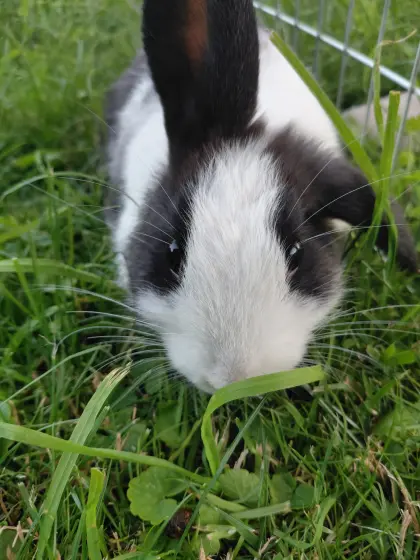 Kaninchen abzugeben