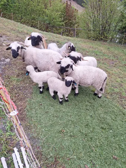 Walliser Pärchen