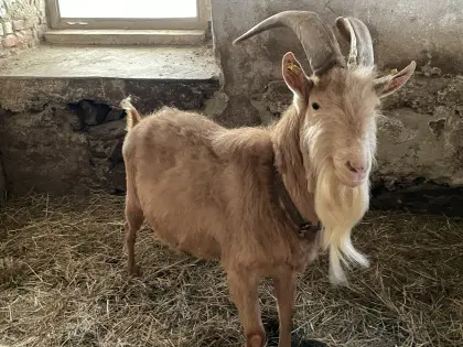 Ziegenbock