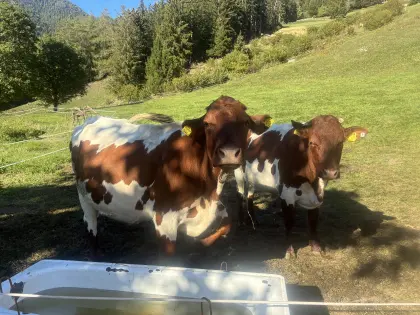 2 Pinzgauer Mutterkühe
