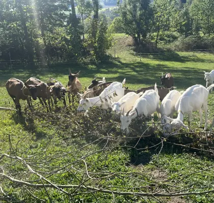 Milchziegen