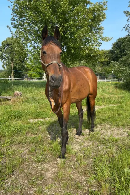 Warmblutstute