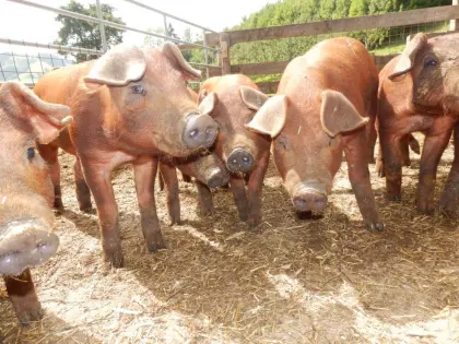 Bio Duroc Ferkel