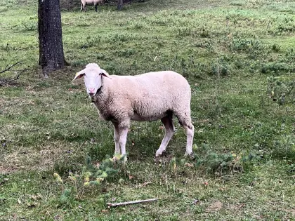 Merino-Mutterschafe