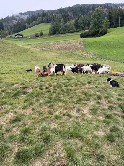Kreuzungsziegen, Alter zwischen 1 und 5 Jahre