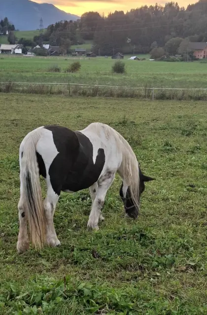 Noriker Rappscheck-Stute