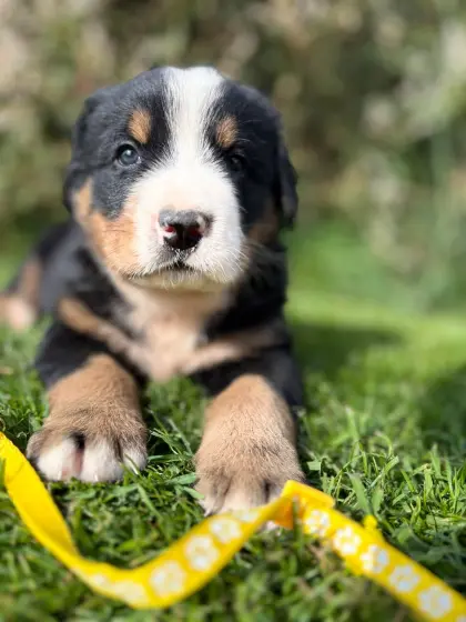 Berner Sennenhund x Swissydog
