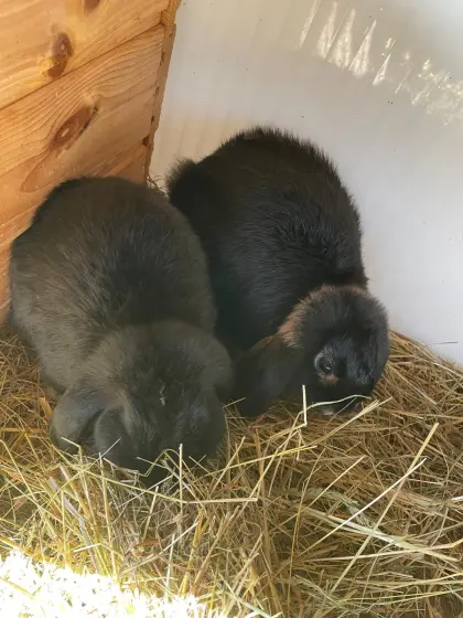 Zwergwidder-Kaninchen