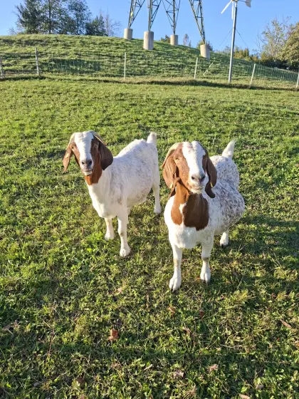 Burenziegen