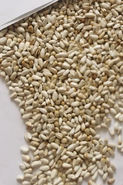 Saflorsamen als Vogelfutter, Safflower Seed for Bird Food