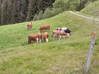 Sehr schöne trächtige Bio-Kalbinnen laufend zu verkaufen