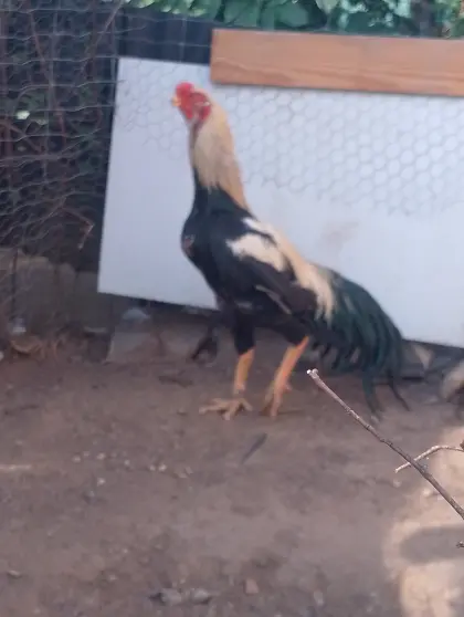 Suche: Parrot Beak Aseel, Hahn