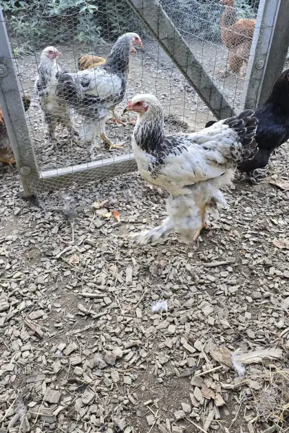 Brahma 1:1