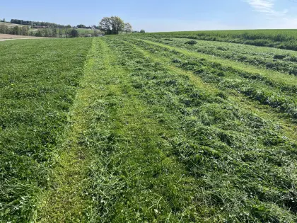 Bio-Grassilage