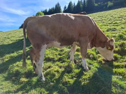 Verkaufe trächtige Kalbin