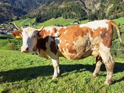 Junge Bio-Fleckviehkuh