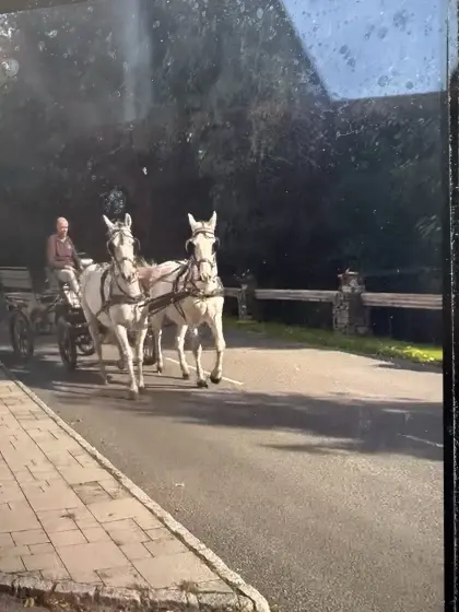 Fahrpferde