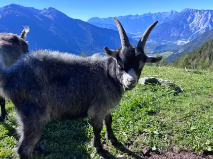 Blobe Bockkitz