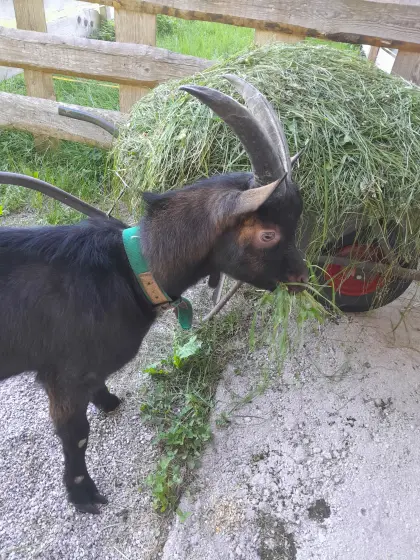 Aosta Bockkitz