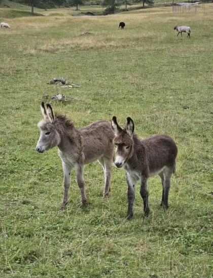 Eselfohlen