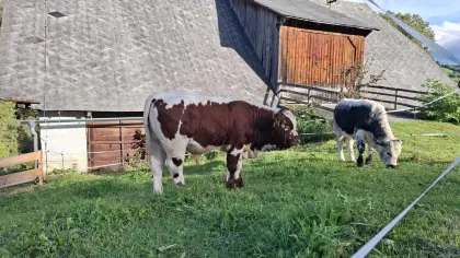 Pustertaler Sprinzen Stierkalb